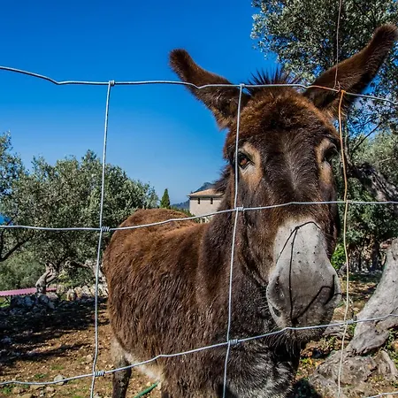 Hostel Hostel Soller *